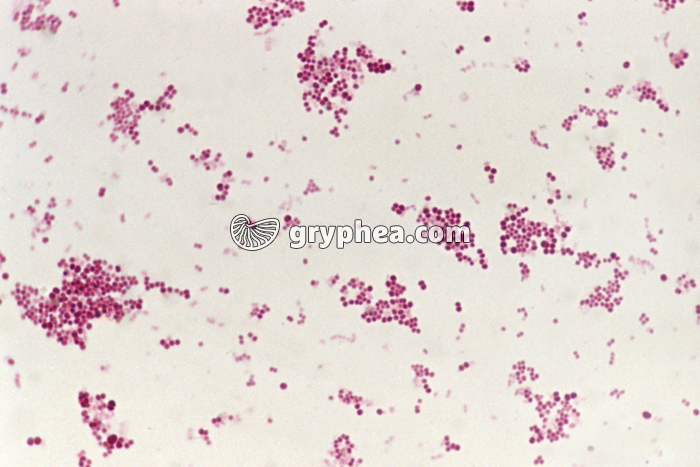 Staphylocoques x340 - gryphea.org